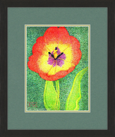 Framed Print - Tulip  17 3/4" x 21 9/16"